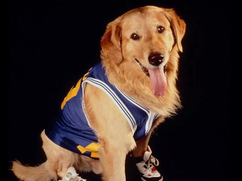 Disney's Air Bud