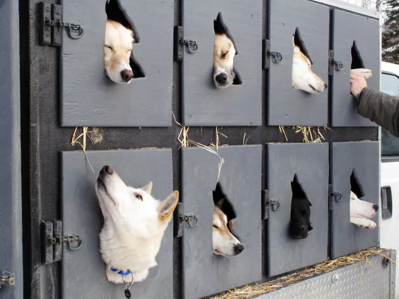 Dogs wait to run in Iditarod Trail Sled Dog