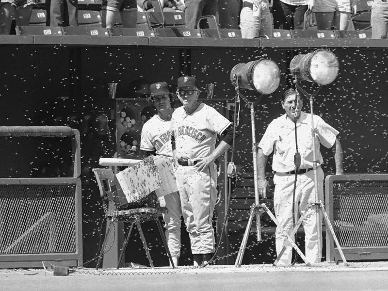 Bill Rigney looks out from dugout