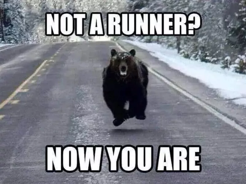 Bear running