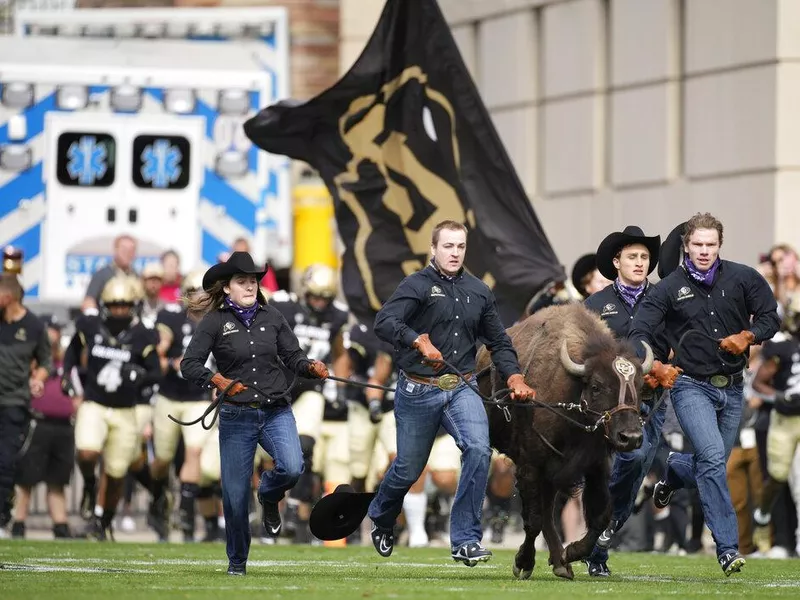 Ralphie at Folsom Field