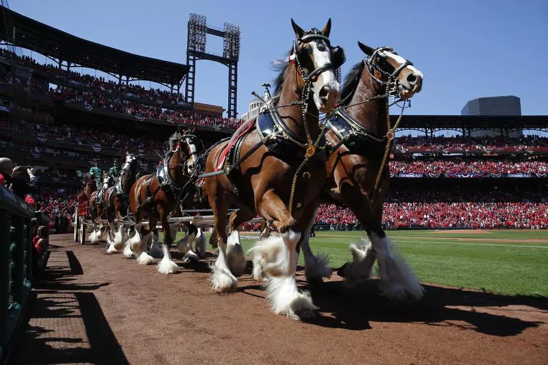 Budweiser Clydesdales at Busch Stadium