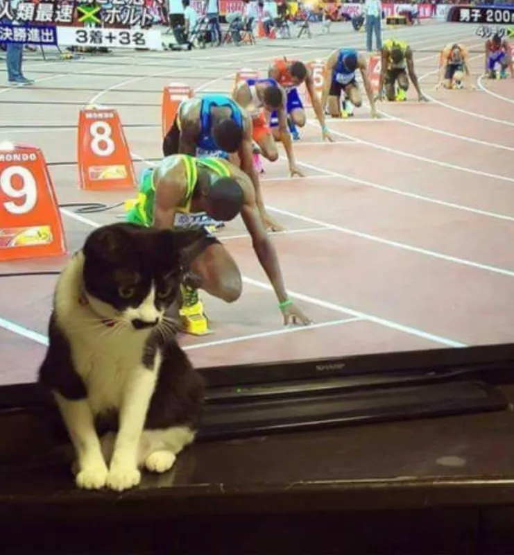 Cat in Lane 10