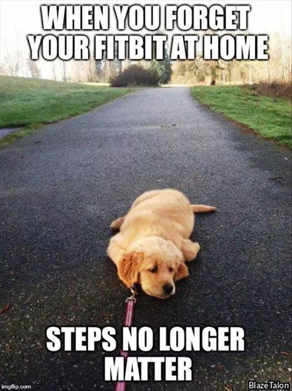 Dog doesn't want to walk