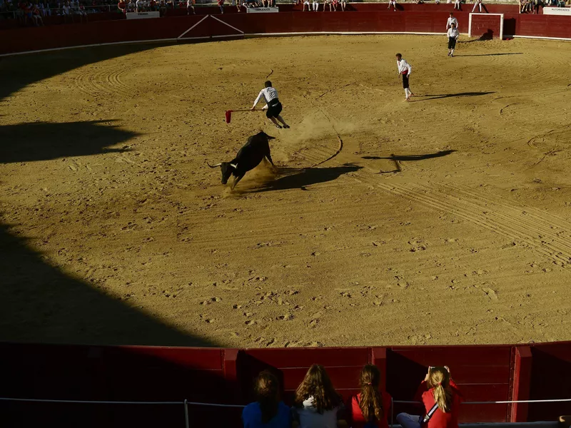 A participant jumps over a cow