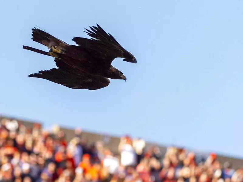 War Eagle Flight auburn