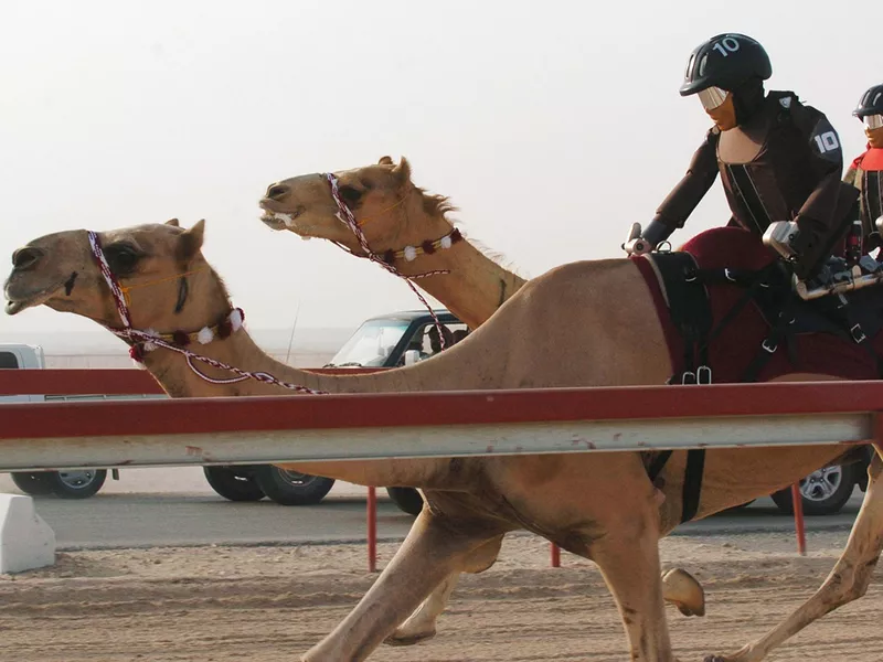 Camel Racing