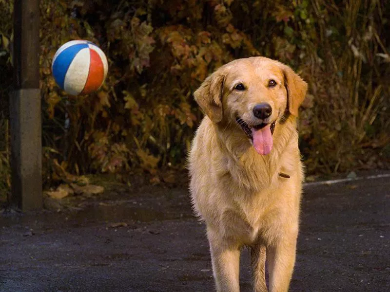 Air Bud